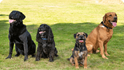 2) Dogs Boosted The Effect Of Feeling Energised, Leaving Greater Stamina And Vigour