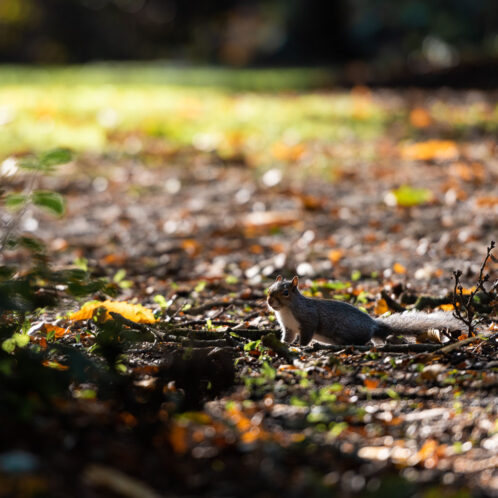 Friendly Campus Squirrel