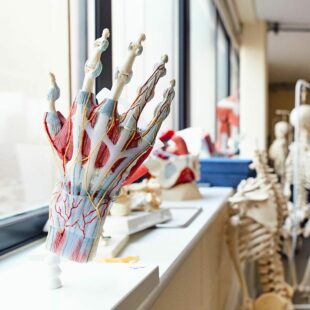 Anatomical model of a hand in a Sport and Exercise Science class