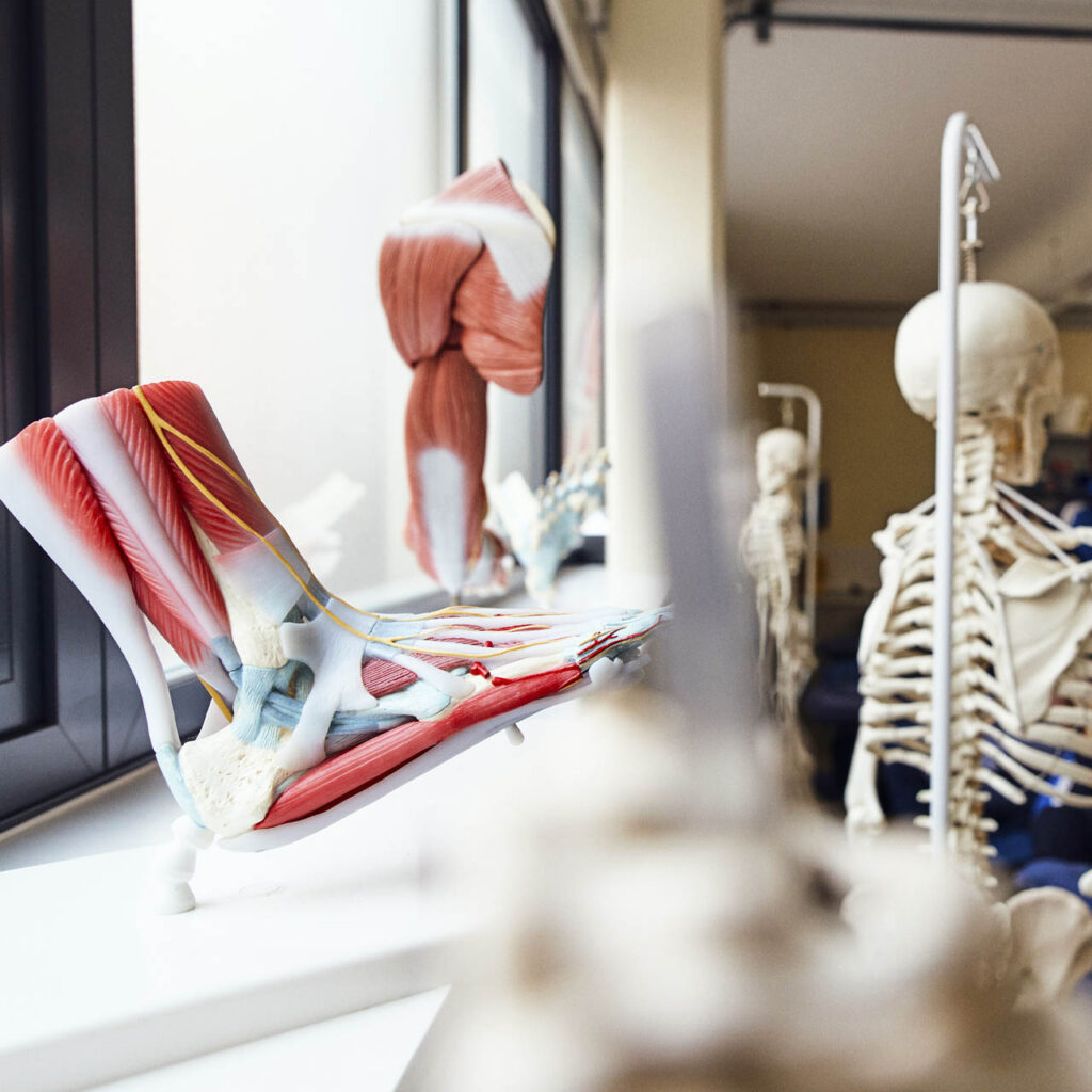 Anatomical model of a foot in a Sport and Exercise Science class