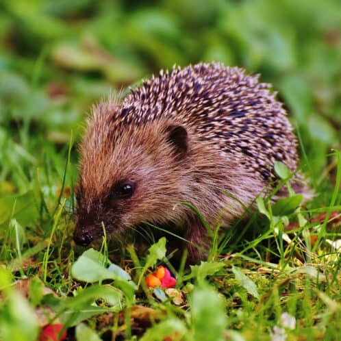 Hedgehog Pexels Pixabay 207028 A hedgehog
