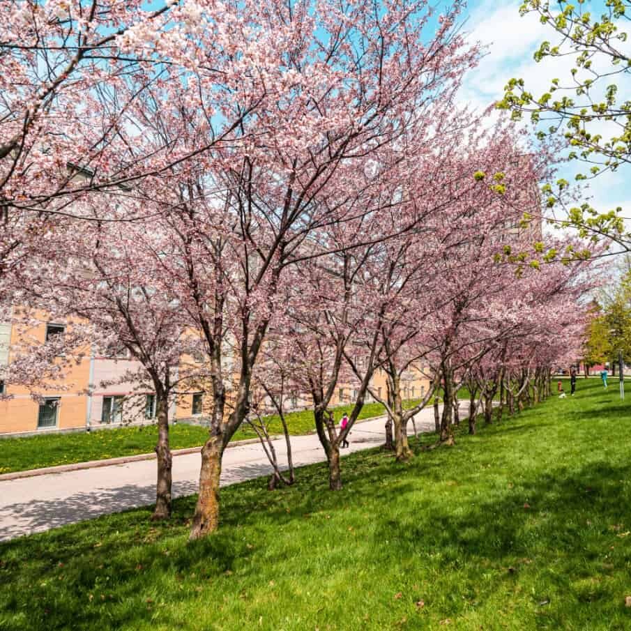 University of Toronto