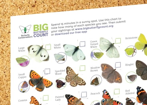 Big Butterfly Count